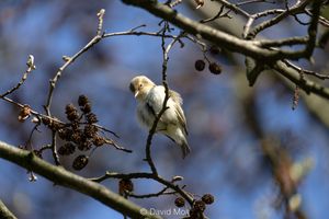 A chiffchaff looking down from a tree