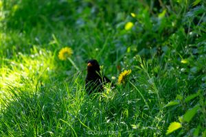 A male blackbird hiding in thick grass