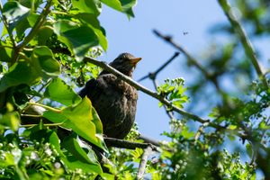 A male blackbird sitting in a tree looking directly at an insect flying infront of him