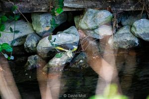A yellow wagtail sitting on a rock by the river