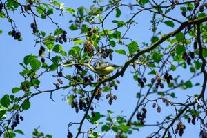 A eurasian blue tit sitting on top of a black alder