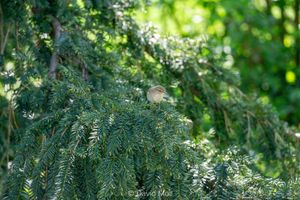 A small chiffchaff sitting in a fir tree