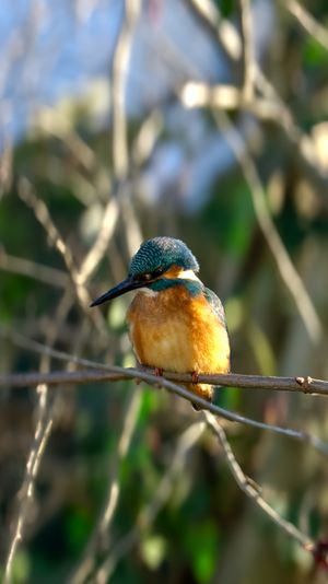 A vertical close-up of a eurasian Kingfisher