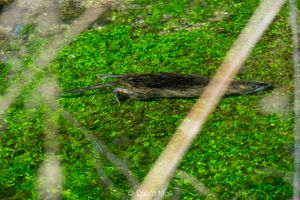 A nutria swimming through the shallow water