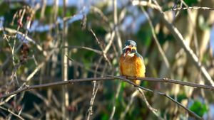 A eurasian Kingfisher yawning