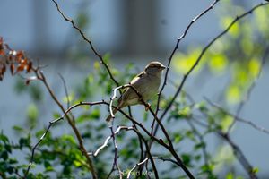 A female house sparrow perched on a branch