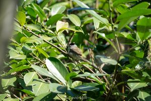 A eurasian blackcap hiding in a dense tree