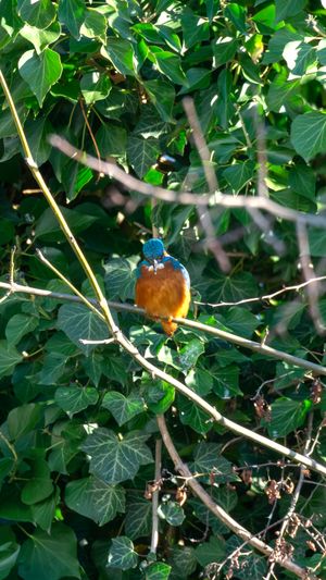 A eurasian Kingfisher watching me