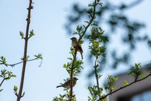 Two house sparrows sitting on a branch, each facing a different direction