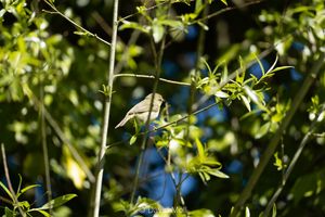 A willow warbler hiding in a tree full of leaves