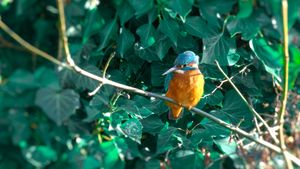 A eurasian Kingfisher looking down at the Pader