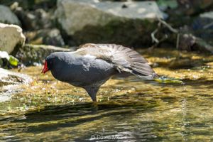 A moorhen sitting in a river stretching its left leg