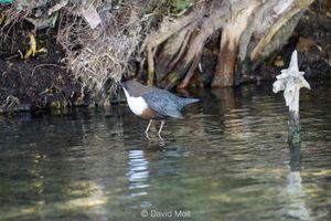 A white-throated dipper sitting in a river looking for food