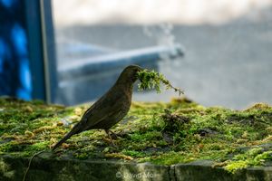 A female blackbird collecting moss in its beak