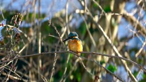 A horizontal close-up of a eurasian Kingfisher
