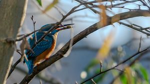A eurasian Kingfisher with a small fish in its mouth