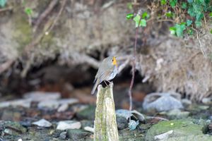 A european red robin sitting on top of a tree-stump