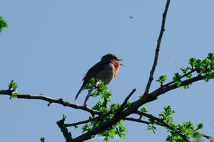A european red robin loudly singing on top of a tree