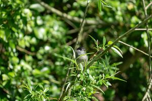 A eurasian blackcap sitting in a tree looking out for food