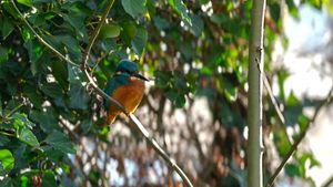 A eurasian Kingfisher watching the water
