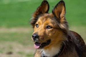 A german shepard mix waiting for her next command with open ears