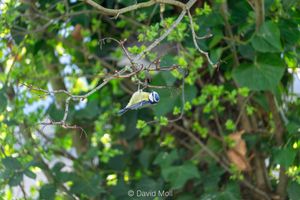 A eurasian blue tit hanging effortlessly from a tree-branch