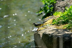 A eurasian yellow wagtail sitting on some rocks next to a river with its beak full of insects