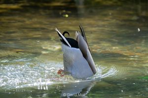 A drake mallard diving with its head underwater