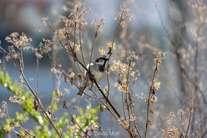 A house sparrow sitting on a branch of dry wild angelica